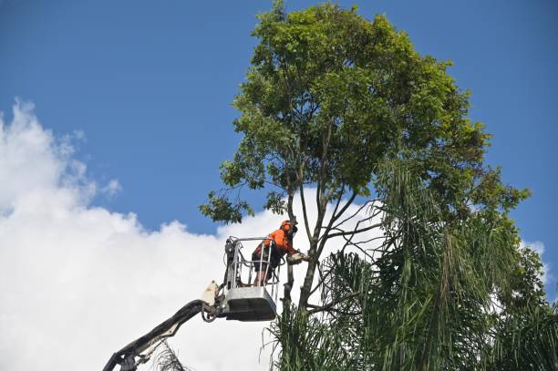 Best Hedge Trimming  in Auburn, MI